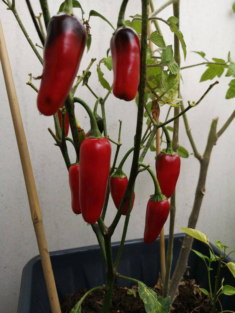Chillies